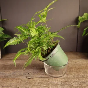 East Indian Holly Fern Plant Variegated Live Fern 4 Inch Pot Indoor Arachniodes simplicior 'Variegata' - Image 5