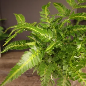 East Indian Holly Fern Plant Variegated Live Fern 4 Inch Pot Indoor Arachniodes simplicior 'Variegata' - Image 6