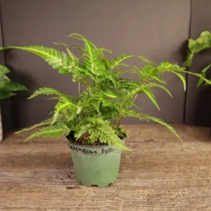 East Indian Holly Fern Plant Variegated Live Fern 4 Inch Pot Indoor Arachniodes simplicior 'Variegata' - Image 7