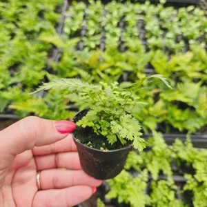 East Indian Holly Fern Plant Variegated Live Fern 4 Inch Pot Indoor Arachniodes simplicior 'Variegata' - Image 9