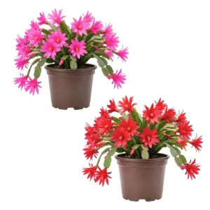 Easter Cactus Live Plant – 2 Inch Pot, Spring Blooming Indoor Plant, Red or Pink Flower - Image 1