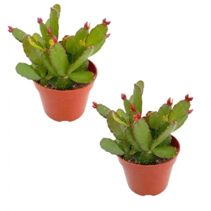 Easter Cactus Live Plant – 2 Inch Pot, Spring Blooming Indoor Plant, Red or Pink Flower - Image 3