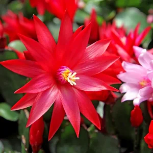 Easter Cactus Live Plant – 2 Inch Pot, Spring Blooming Indoor Plant, Red or Pink Flower - Image 5