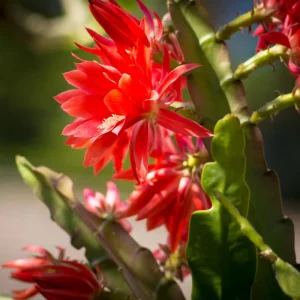 Easter Cactus Live Plant – 2 Inch Pot, Spring Blooming Indoor Plant, Red or Pink Flower - Image 6