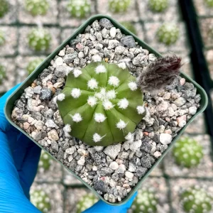 Easter Lily Cactus Live Plant - Echinopsis Subdenudata Blooming Cactus in 4 Inch Pot - Image 2