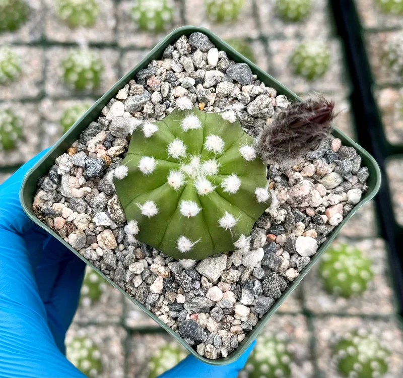 Easter Lily Cactus Live Plant - Echinopsis Subdenudata Blooming Cactus in 4 Inch Pot - Image 2