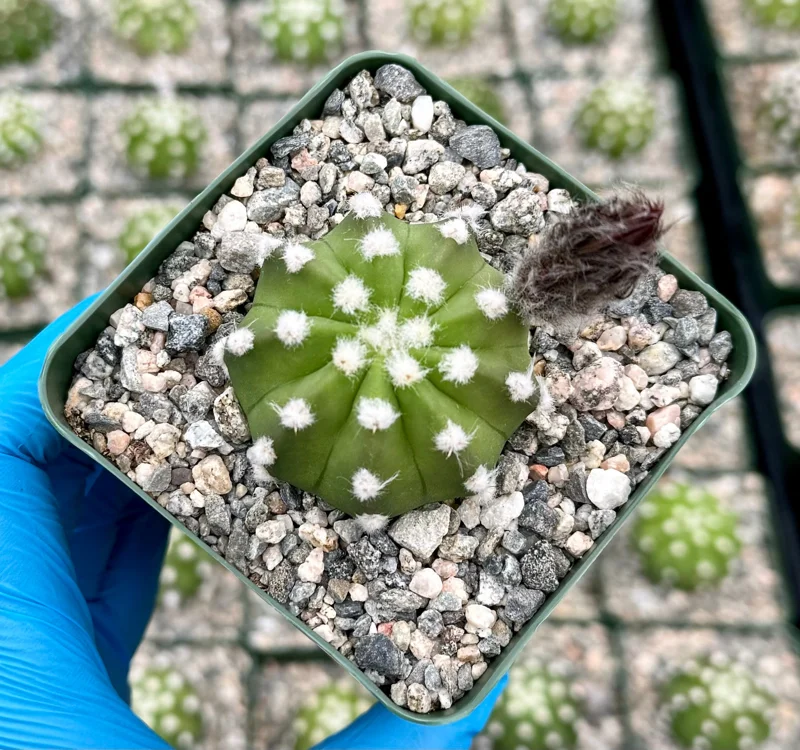 Easter Lily Cactus Live Plant - Echinopsis Subdenudata - Blooming Cactus in 4 Inch Pot - Image 2