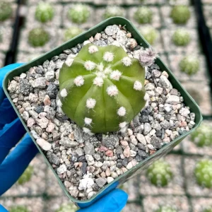 Easter Lily Cactus Live Plant - Echinopsis Subdenudata Blooming Cactus in 4 Inch Pot - Image 3