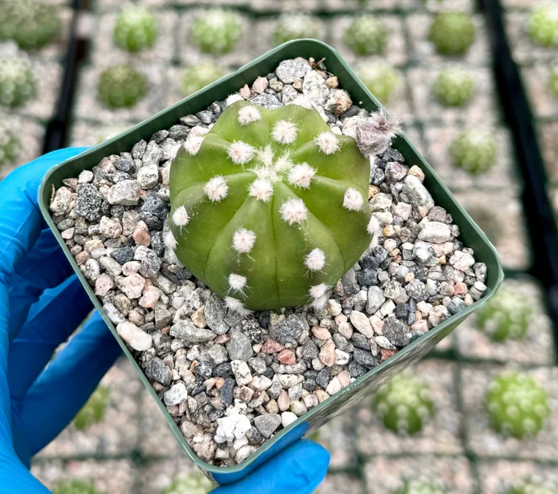 Easter Lily Cactus Live Plant - Echinopsis Subdenudata Blooming Cactus in 4 Inch Pot - Image 3