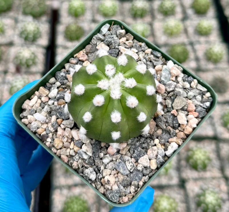 Easter Lily Cactus Live Plant - Echinopsis Subdenudata Blooming Cactus in 4 Inch Pot - Image 4