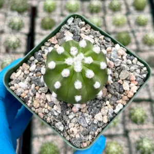 Easter Lily Cactus Live Plant - Echinopsis Subdenudata - Blooming Cactus in 4 Inch Pot - Image 4