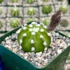 Easter Lily Cactus Live Plant - Echinopsis Subdenudata - Blooming Cactus in 4 Inch Pot - Image 1