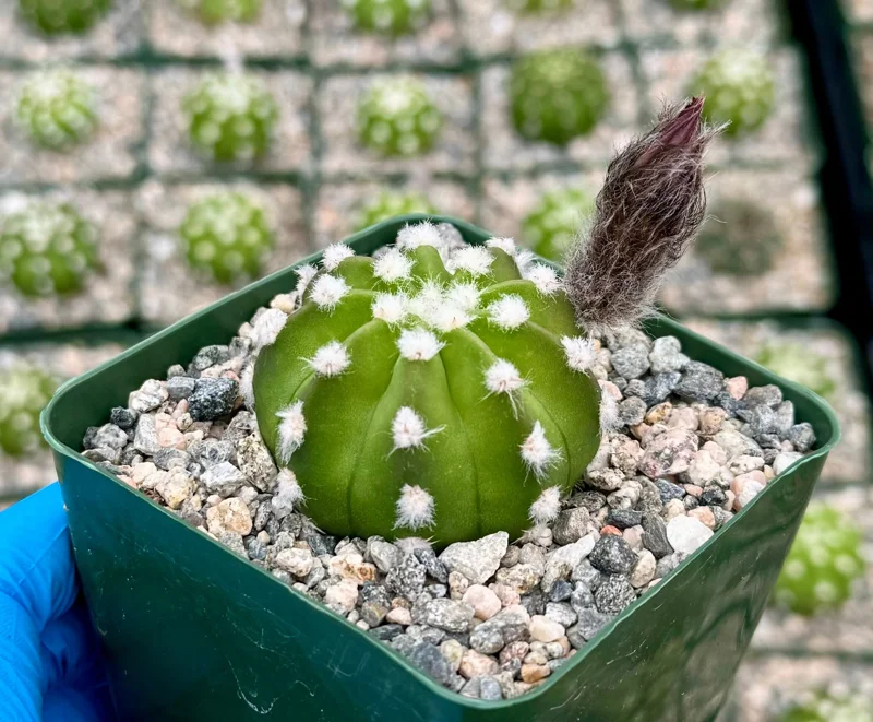 Easter Lily Cactus Live Plant - Echinopsis Subdenudata - Blooming Cactus in 4 Inch Pot - Image 1