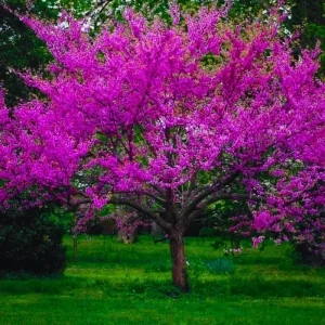 Eastern Redbud Tree Live Plant - 1 Year Old, Quart Pot, 6-15