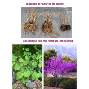 Eastern Redbud Tree Live Plant - 1 Year Old, Quart Pot, 6-15