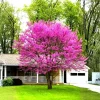 Eastern Redbud Tree Live Plant - 1 Year Old, Quart Pot, 6-15" Tall, Outdoor - Image 1