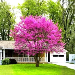 Eastern Redbud Tree Live Plant - 1 Year Old, Quart Pot, 6-15
