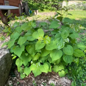 Eastern Redbud Tree Live Plant - 1 Year Old, Quart Pot, 6-15