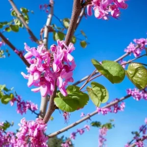 Eastern Redbud Tree Live Plant – 8-12 Inch Tall, Quart Pot, Cold Hardy - Image 2