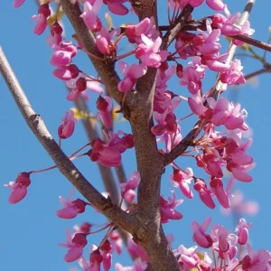 Eastern Redbud Tree Live Plant – 8-12 Inch Tall, Quart Pot, Cold Hardy - Image 3