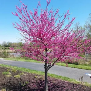 Eastern Redbud Tree Live Plant – 8-12 Inch Tall, Quart Pot, Cold Hardy - Image 5