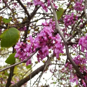 Eastern Redbud Tree Live Plant – 8-12 Inch Tall, Quart Pot, Cold Hardy - Image 6
