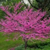Eastern Redbud Tree Live Plant – 8-12 Inch Tall, Quart Pot, Cold Hardy - Image 1