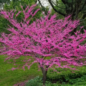 Eastern Redbud Tree Live Plant – 8-12 Inch Tall, Quart Pot, Cold Hardy - Image 1