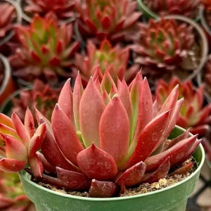 Echeveria Agavoides Christmas Live Plant – Red Succulent in 2 Inch, 4 Inch Pot - Image 2