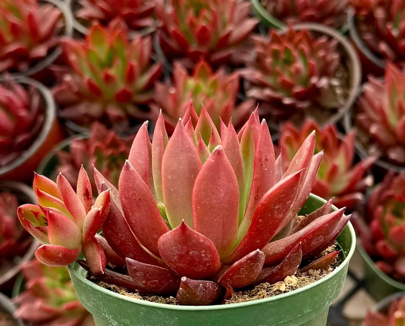 Echeveria Agavoides Christmas Live Plant – Red Succulent in 2 Inch, 4 Inch Pot - Image 2
