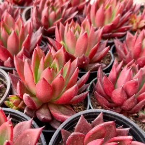 Echeveria Agavoides Christmas Live Plant – Red Succulent – Rooted Plant in 2 or 4 Inch Pot - Image 3
