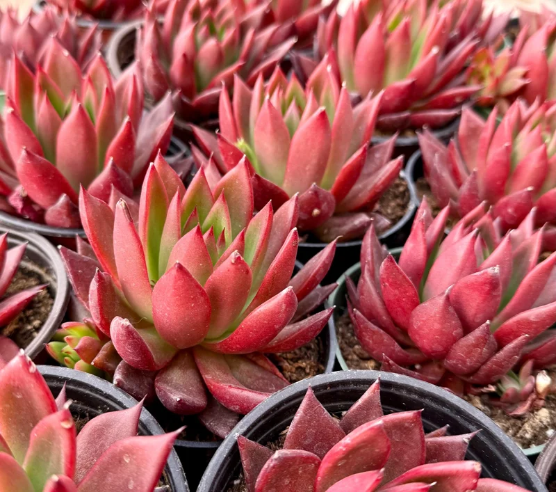Echeveria Agavoides Christmas Live Plant – Red Succulent – Rooted Plant in 2 or 4 Inch Pot - Image 3