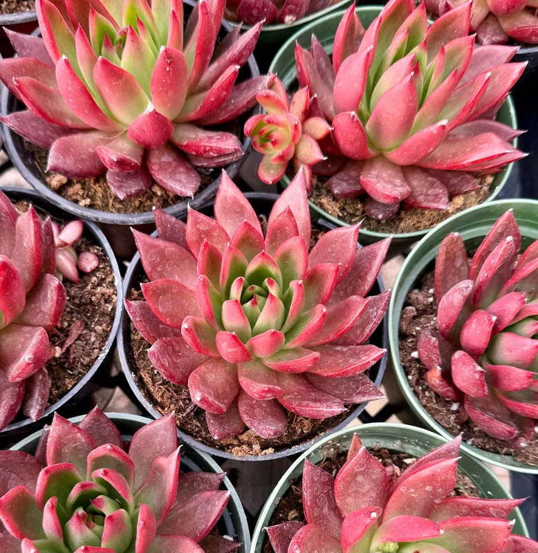 Echeveria Agavoides Christmas Live Plant – Red Succulent in 2 Inch, 4 Inch Pot - Image 4