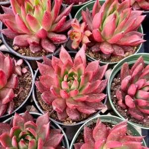 Echeveria Agavoides Christmas Live Plant – Red Succulent – Rooted Plant in 2 or 4 Inch Pot - Image 4