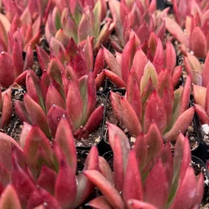 Echeveria Agavoides Christmas Live Plant – Red Succulent in 2 Inch, 4 Inch Pot - Image 5