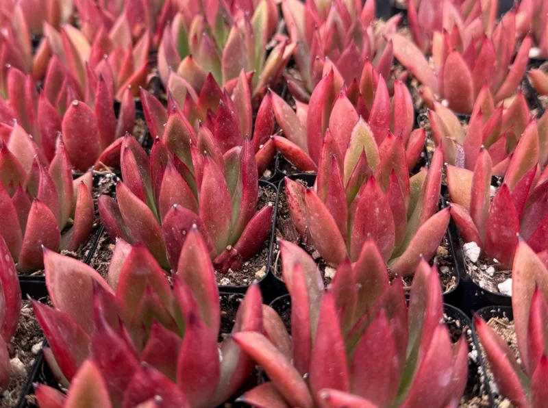 Echeveria Agavoides Christmas Live Plant – Red Succulent in 2 Inch, 4 Inch Pot - Image 5