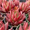 Echeveria Agavoides Christmas Live Plant – Red Succulent in 2 Inch, 4 Inch Pot - Image 1
