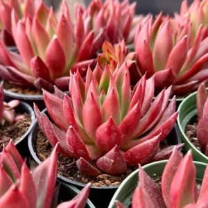 Echeveria Agavoides Christmas Live Plant – Red Succulent in 2 Inch, 4 Inch Pot - Image 1
