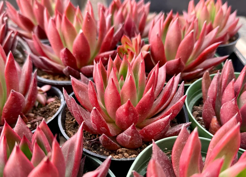 Echeveria Agavoides Christmas Live Plant – Red Succulent in 2 Inch, 4 Inch Pot - Image 1