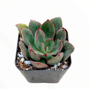 Echeveria 'Ana Lu' Succulent Live Plant 2 Inch Pot - Indoor Outdoor Decor - Image 2