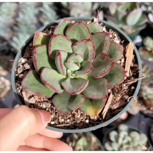 Echeveria 'Ana Lu' Succulent Live Plant 2 Inch Pot - Indoor Outdoor Decor - Image 3