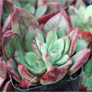 Echeveria 'Ana Lu' Succulent Live Plant 2 Inch Pot - Indoor Outdoor Decor - Image 4