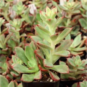 Echeveria 'Ana Lu' Succulent Live Plant 2 Inch Pot - Indoor Outdoor Decor - Image 5
