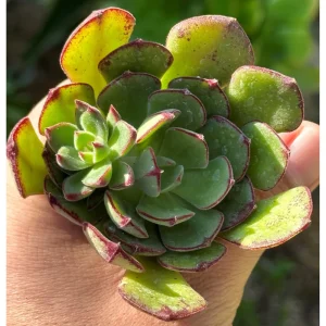 Echeveria 'Ana Lu' Succulent Live Plant 2 Inch Pot - Indoor Outdoor Decor - Image 6