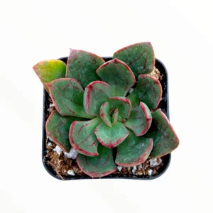 Echeveria 'Ana Lu' Succulent Live Plant 2 Inch Pot - Indoor Outdoor Decor - Image 1