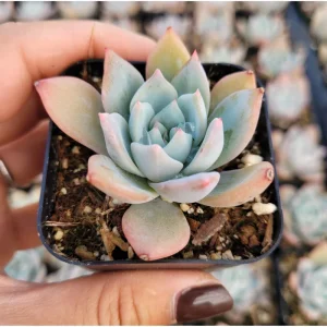 Echeveria 'Blue Bird' Succulent Live Plant 4 inch Bare Root for Garden Decor - Image 2