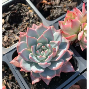Echeveria 'Blue Bird' Succulent Live Plant 4 inch Bare Root for Garden Decor - Image 3