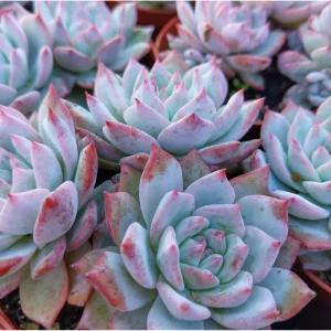 Echeveria 'Blue Bird' Succulent Live Plant 4 inch Bare Root for Garden Decor - Image 4