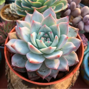 Echeveria 'Blue Bird' Succulent Live Plant 4 inch Bare Root for Garden Decor - Image 5