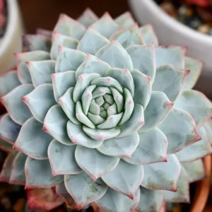 Echeveria 'Blue Bird' Succulent Live Plant 4 inch Bare Root for Garden Decor - Image 6